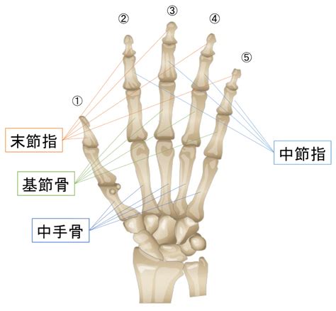 手 骨|【図解】手の指の骨の名前・関節まとめ！痛みや変形があるとど。